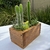 Maceta cajón con cactus