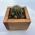 Cajoncito con Cactus