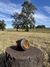 Torpedo Premium en internet