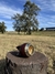 Imagen de Torpedo Imperial