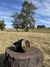 Torpedo Imperial en internet