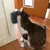 Escova com catnip massagem para gatos - comprar online