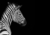 QUADRO ANIMAL - ZEBRA - COD6755 - ADESIVOS