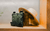 Imagem do Bag em Lona Macboot Verde Militar