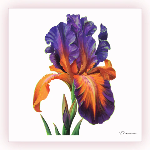 Postal "Flor Iris"