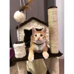 Arranhador de gato casa 2 andares com rede grande. na internet