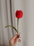 Tulipa