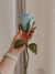 Rosa - comprar online