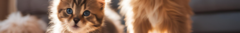 Banner de la categoría Mascotas