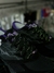 Mizuno Wave Prophecy Preto LS Flor de Lótus na internet
