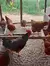 12 Ovos Férteis/galados De Rhode Island Red - Raça Pura - comprar online