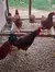 12 Ovos Férteis/galados De Rhode Island Red - Raça Pura na internet