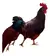 12 Ovos Férteis/galados De Rhode Island Red - Raça Pura