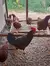 12 Ovos Férteis/galados De Rhode Island Red - Raça Pura - Criatório de Aves Ornamentais Lucena