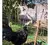 12 Ovos Férteis/galados De Galinha Ayam Cemani - Raça Pura - Criatório de Aves Ornamentais Lucena