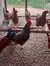 Imagem do 12 Ovos Férteis/galados De Rhode Island Red - Raça Pura