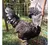 12 Ovos Férteis/galados De Galinha Ayam Cemani - Raça Pura - loja online