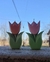Tulipan