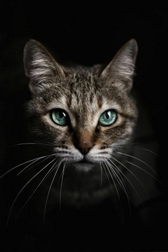 Banner de la categoría Eco & Pets