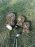 Fundas para palos de golf x 3 unidades (Drive / Madera / Hibrido) en internet
