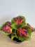 Coleus Comun M12