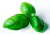 Albahaca - comprar online