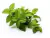Albahaca