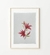 Aquarela Rosea Lily