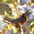 Traditional Line T-Shirt - Chestnut-eared Aracari-02F - buy online