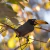 Cropped - Lettered Aracari-04 - buy online