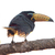 Premium Line T-Shirt - Lettered Aracari-01F - buy online