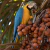 Camiseta Línea Premium - Guacamayo Canindé-03F - comprar online