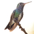 Premium Line T-Shirt - Glittering-throated Emerald Hummingbird-02M - buy online