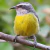 Premium Line T-Shirt - Bananaquit-04M on internet