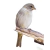 Cropped - Saffron Finch-02 - buy online