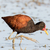 Traditional Line T-Shirt - Wattled Jacana-01F - buy online