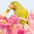 Traditional Line T-Shirt - Yellow-chevroned Parakeet-01F - buy online