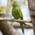 Periquito-de-encontro-amarelo pousado em um galho, com plumagem verde e detalhes amarelos.