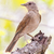 Oversized T-shirt - Pale-breasted Thrush-01M on internet