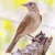 Cropped - Pale-breasted Thrush-01 on internet