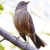 Cropped - Rufous-bellied Thrush-01 on internet