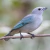 Oversized T-shirt - Sayaca Tanager-01M on internet