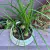 Nolina Reticulata - comprar online
