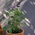 Maceta industrial + Salvia