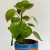Peperomia Polybotrya