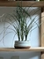 Maceta Rayada baja c/ Nolina Reticulata - comprar online
