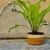 Maceta Redonda grande c/Asplenium