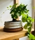 Discorea elephantipes - comprar online