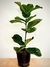 Ficus Pandurata