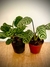 Calathea